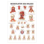 Muskulatur des Halses Mini-Poster Anatomie 34x24 cm medizinische Lehrmittel<br> Nicht Laminiert