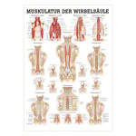 Muskulatur der Wirbelsäule Mini-Poster Anatomie 34x24 cm medizinische Lehrmittel<br> Nicht Laminiert