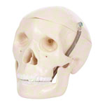 Mini-Schädel 3-tlg. Anatomie Modell<br> Anatomische Lehrmittel