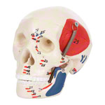 Mini-Schädel mit Muskeldarstellung 3-tlg.<br> Anatomie Modell