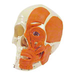 Schädel mit Muskeln<br> 3-tlg. Anatomie Modell