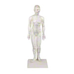 Akupunkturfigur weiblich 45 cm<br> Anatomie Modell