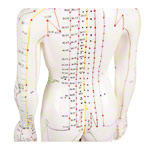 Akupunkturfigur weiblich, 45 cm
