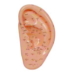 Akupunkturmodell Ohr 22x10 cm<br> Anatomie Modell