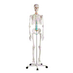 Skelett Standard inkl. Stativ 180 cm<br> Anatomie Modell