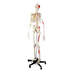 Skelett mit Muskeldarstellung inkl. Stativ 180 cm<br> Anatomie Modell