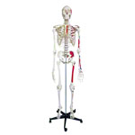 Skelett mit Muskeldarstellung inkl. Stativ, 180 cm_StripHtml