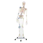 Skelett Super mit Gelenkbändern inkl. Stativ 180 cm<br> Anatomie Modell