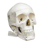 Skelett Super mit Gelenkbndern inkl. Stativ, 180 cm_StripHtml