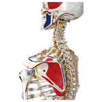 Skelett Super mit Gelenkbndern und Muskeldarstellung inkl. Stativ_StripHtml