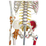 Skelett Super mit Gelenkbndern und Muskeldarstellung inkl. Stativ