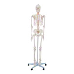 Skelett Schulskelett inkl. Stativ 178 cm<br> Anatomie Skelett lebensgroß
