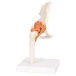Anatomisches Modell Hftgelenk, LxBxH 17x17x23 cm_StripHtml