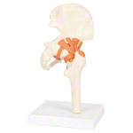 Anatomisches Modell Hftgelenk, LxBxH 17x17x23 cm