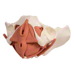 Weibliches Becken mit Beckenbodenmuskulatur<br> anatomisches Modell
