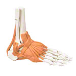 Anatomisches Modell Fußgelenk, LxBxH 8x8x24 cm