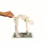 Demonstrationsfigur Richtiges Heben<br> Anatomie Modell