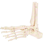 Fußskelett mit Unterschenkelstumpf<br> Anatomie Modell