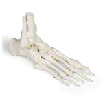 Fußskelett mit Unterschenkelstumpf<br> Anatomie Modell