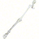 Bewegliches Beinskelett mit Fuß und halbem Becken<br> Anatomie Modell
