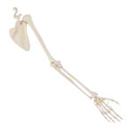 Bewegliches Armskelett mit Hand und Schulter<br> Anatomie Modell