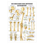 Die Knochen der unteren Extremität Mini-Poster Anatomie 34x24 cm med. Lehrmittel<br> Nicht Laminiert