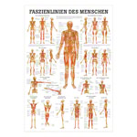 Mini-Poster Faszien des Menschen<br> LxB 34x24 cm
