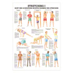 Stretching I Mini-Poster Anatomie 34x24 cm medizinische Lehrmittel<br> Nicht Laminiert