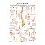 Stretching II Mini-Poster Anatomie 34x24 cm medizinische Lehrmittel<br> Nicht Laminiert
