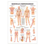 Manuelle Lymphdrainage Mini-Poster Anatomie 34x24 cm medizinische Lehrmittel<br> Nicht Laminiert