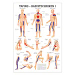 Taping Basistechniken I Mini-Poster Anatomie 34x24 cm medizinische Lehrmittel<br> Nicht Laminiert