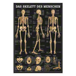 Das Skelett des Menschen Mini-Poster Anatomie 34x24 cm medizinische Lehrmittel<br> Nicht Laminiert