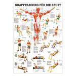 Mini-Poster Krafttraining Brust<br> Muskelaufbau