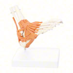 Anatomisches Modell Fußgelenk, LxBxH 8x8x24 cm