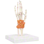 Anatomisches Modell Handgelenk, LxBxH 8x8x35,5 cm