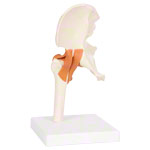 Anatomisches Modell Hüftgelenk, LxBxH 17x17x23 cm