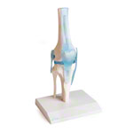 Anatomisches Modell Kniegelenk, LxBxH 13x13x40 cm