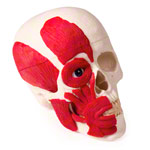 Anatomisches Modell Schdel mit Muskel, 3-tlg.