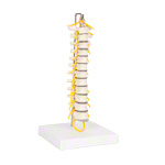 Brustwirbelsäule mit Nervenstrang, flexibel