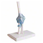 Ellenbogengelenk, LxBxH 13x13x37 cm