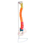 Flexible Wirbels�ule, didaktisch, inkl. Stativ