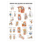 Lehrtafel Bnder u. Gelenke, LxB 100x70 cm