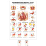 Lehrtafel Beckenbodenmuskulatur, LxB 100x70 cm