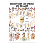 Lehrtafel Beziehungen von Zhnen und Organen, LxB 100x70 cm