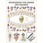 Lehrtafel Beziehungen von Zhnen und Organen, LxB 100x70 cm