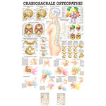 Lehrtafel Craniosacrale Osteopathie LxB 100x70 cm