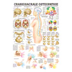 Lehrtafel Craniosacrale Osteopathie LxB 100x70 cm