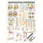 Lehrtafel Craniosacrale Osteopathie LxB 100x70 cm