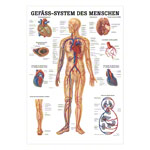 Abbildung zeigt Lehrtafel Das Gefäßsystem, LxB 100x70 cm