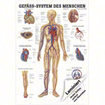 Lehrtafel Das Gefäßsystem, LxB 100x70 cm